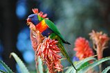 Rainbow Lorikeet 111